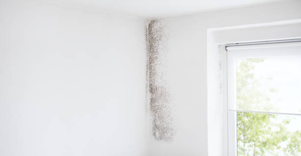 Best HVAC Mold Inspection and Cleaning  in Madison, WV