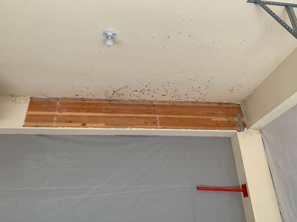 Biohazard Mold Removal in Madison, WV