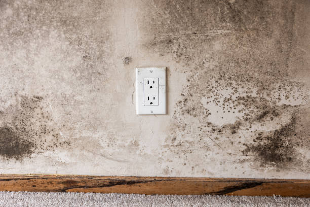 Forensic Mold Investigation in Madison, WV