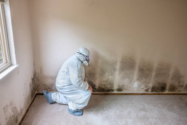 Best Industrial Mold Remediation  in Madison, WV
