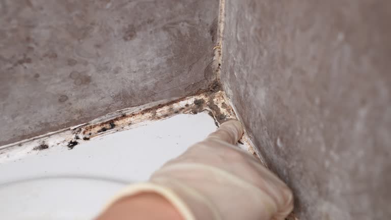 Best Mold Documentation for Insurance Claims  in Madison, WV